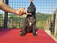 cucciolo cane corso nero